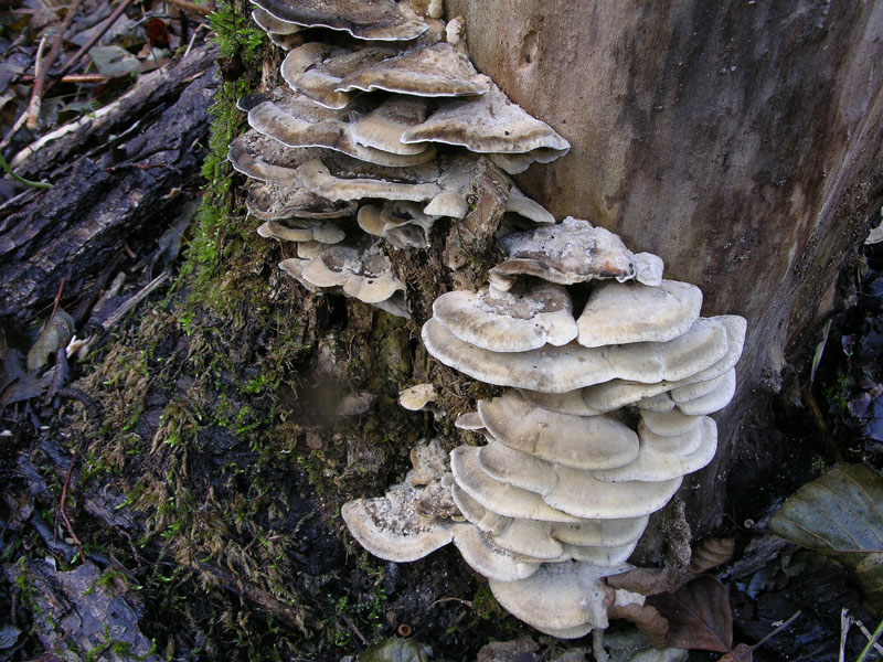 Bjerkandera adusta (Willd.) P. Karst